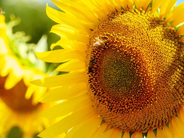 Blühende Gelbe Sonnenblumen Und Honigbienen Auf Blüten Sammeln Pollen Provence — Stockfoto