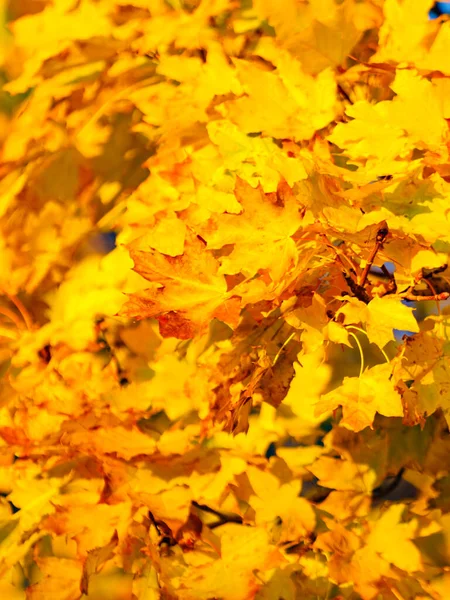 Jesienny Żółty Liście Jako Tło Natury Sezon Jesienny — Zdjęcie stockowe