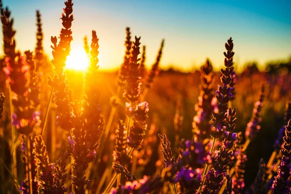 Lavendel Blommor Fältet Vid Solnedgången Ljus Selektivt Fokus Blommor Provence — Stockfoto