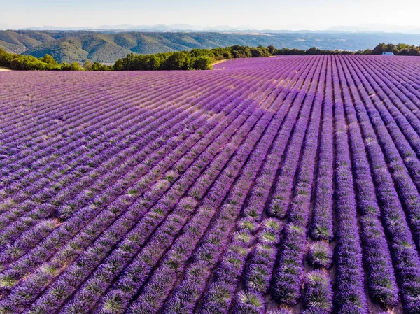 Field Rows Blooming Lavender Provence France — Stock Photo, Image