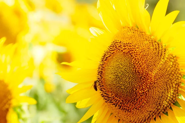 Blühende Gelbe Sonnenblumen Und Honigbienen Auf Blüten Sammeln Pollen Provence — Stockfoto