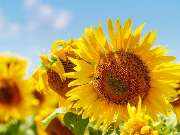 Kvetoucí Žluté Slunečnice Včela Květině Sbírající Pyl Provence France — Stock fotografie