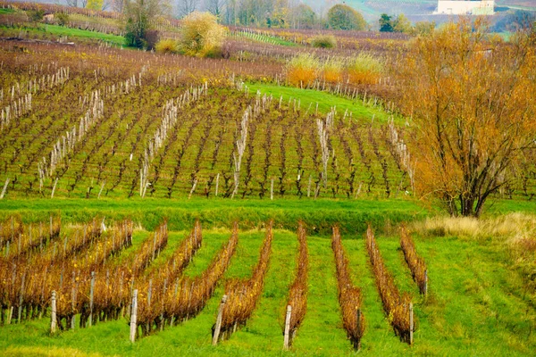 フランス アルボワのジュラの中心部にあるブドウ畑の風景 — ストック写真