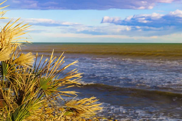 海岸植物と海の海岸 海辺の風景 — ストック写真