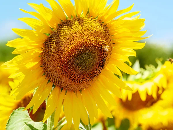 Blühende Gelbe Sonnenblumen Und Honigbienen Auf Blüten Sammeln Pollen Provence — Stockfoto