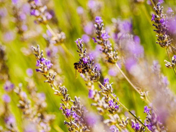 Pole Kvetoucí Levandulí Včelami Pylu Pro Sběr Květin Provence France — Stock fotografie