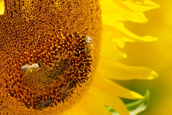 Close Blooming Yellow Sunflower Honey Bees Flower Collecting Pyl — Stock fotografie