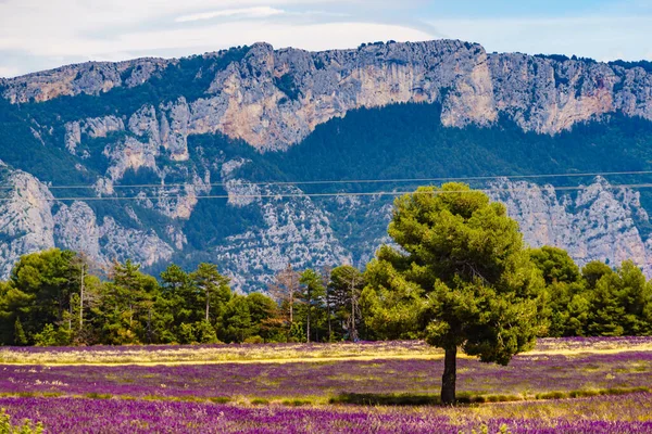 French Landscape Blooming Lavender Fields Mountain Attraction Trip French Vacation — Zdjęcie stockowe