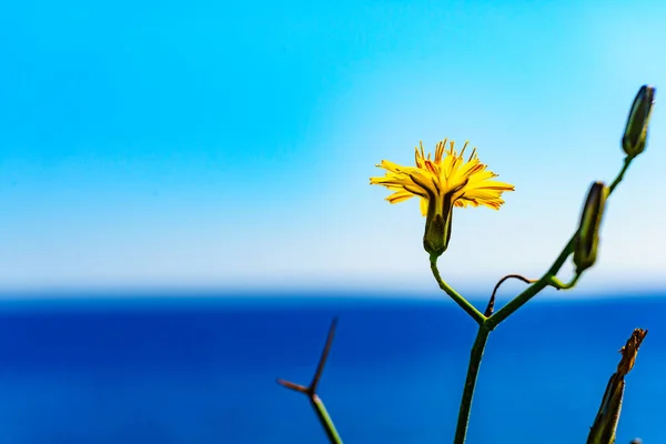 Цветы Средиземноморском Побережье Растения Против Голубой Морской Воды Солнечный День — стоковое фото