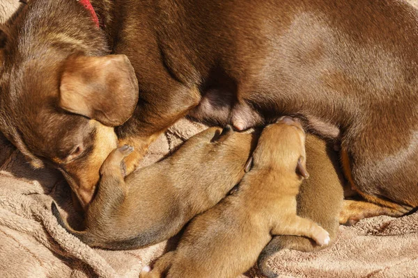 Close Cute Adorable Little Dachshund Puppies Dogs Newborns Lying Next — Stock Photo, Image