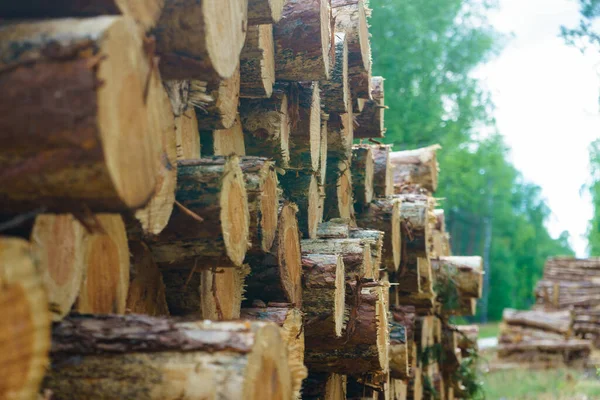 森林での木材伐採 新鮮な木の丸太が積み上げられた 産業用木材貯蔵 — ストック写真