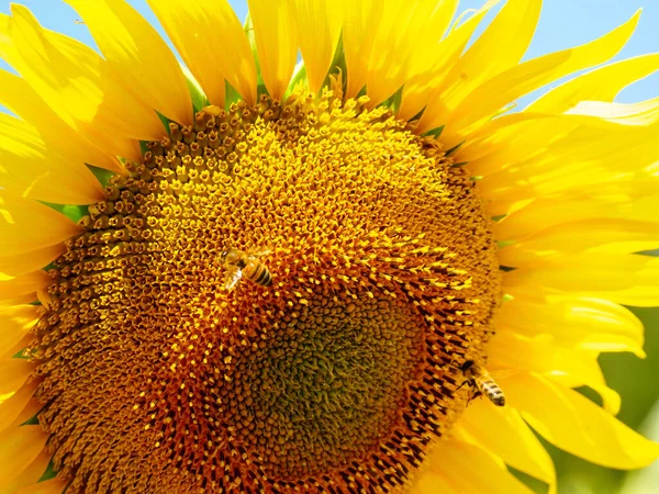 Blooming Yellow Sunflower Honey Bee Flower Collecting Pollen Provence France — Foto Stock