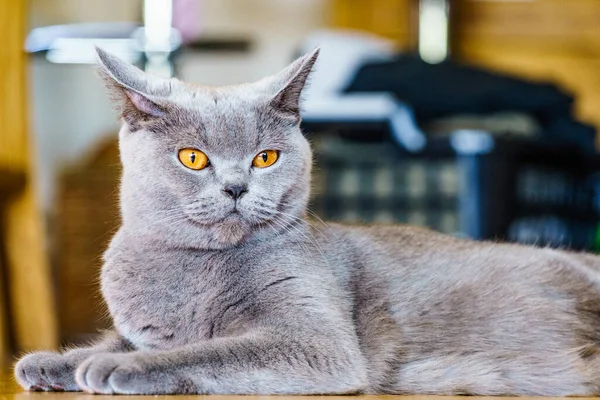 Γκρι Βρετανίδα Κοντή Γάτα Αναπαύεται Στο Σπίτι — Φωτογραφία Αρχείου
