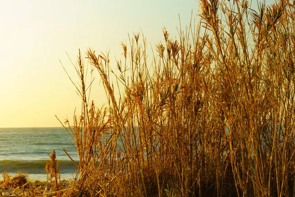 海岸植物と海の海岸 海辺の風景 — ストック写真