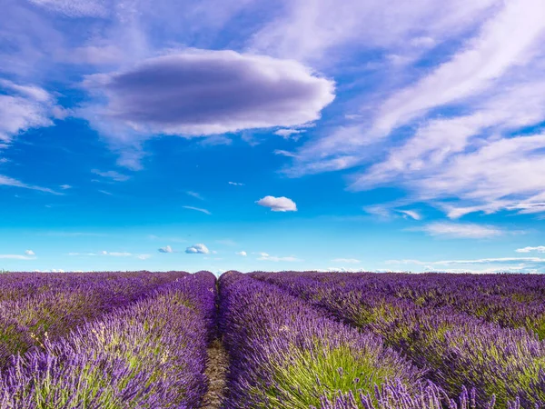 Лавандовые Цветы Поле Облака Голубом Небе Выращивание Фиолетового Растения Прованс — стоковое фото