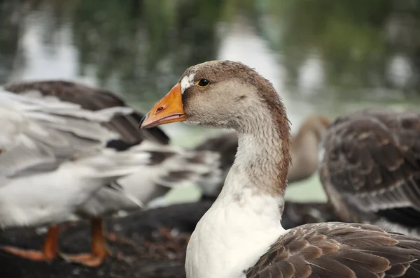 Hemlagad gås — Stockfoto