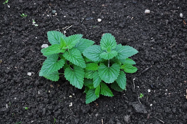 Mint growing in the ground — Stock Photo, Image