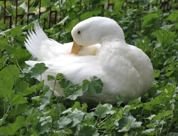 Plumes de canard blanches propres — Photo