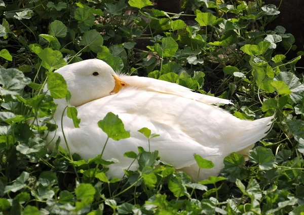 Fehér kacsa farm alszik — Stock Fotó