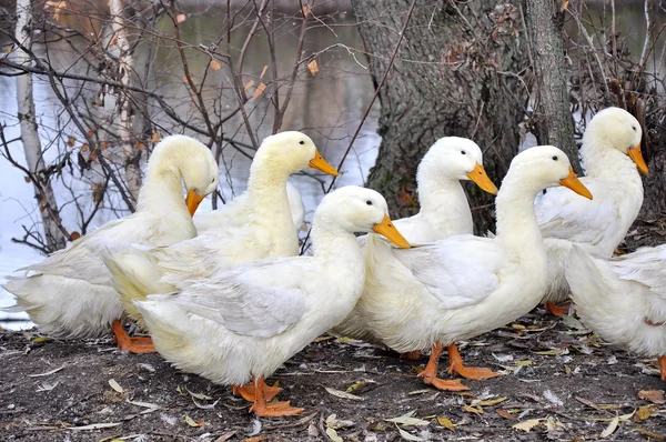 Los patos blancos están en la granja — Foto de Stock