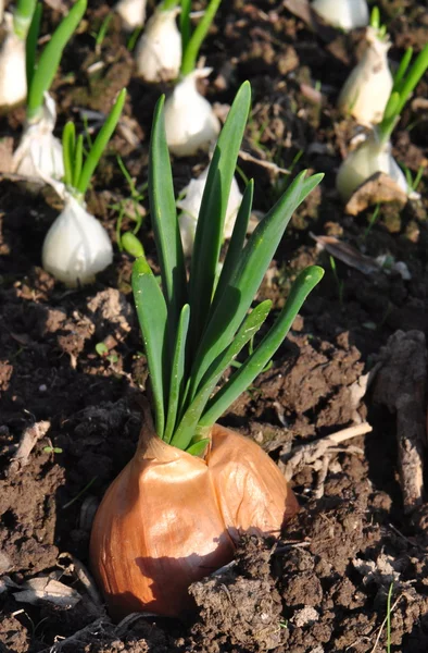 Cebolla creciendo en el suelo Imagen De Stock