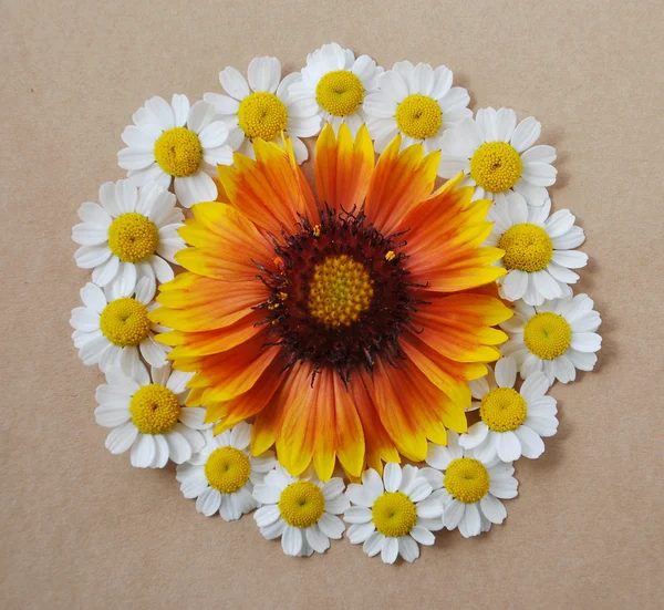 Circle of flowers, daisies — Stock Photo, Image