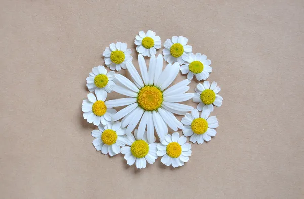 Pattern of large and small daisies, circle — Stock Photo, Image