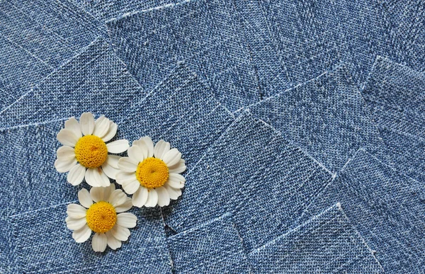 Três margaridas em fundo jeans azul — Fotografia de Stock