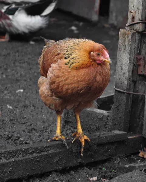 Κόκκινο κοτόπουλο είναι στο αγρόκτημα — Φωτογραφία Αρχείου