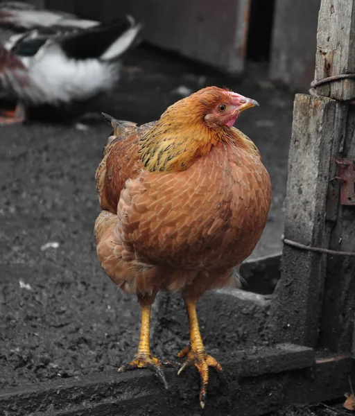 Frango vermelho está na fazenda — Fotografia de Stock