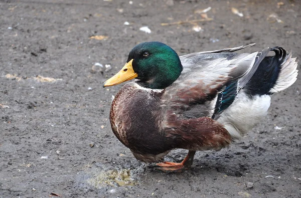 Ferme de canards — Photo