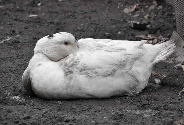 Fehér kacsa ül — Stock Fotó