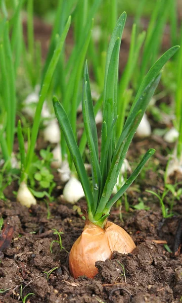 Green onions growing in the ground — Stock Photo, Image