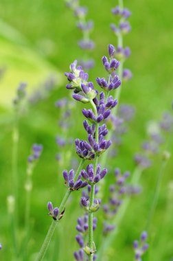 bir alanda büyüyen papatyalar