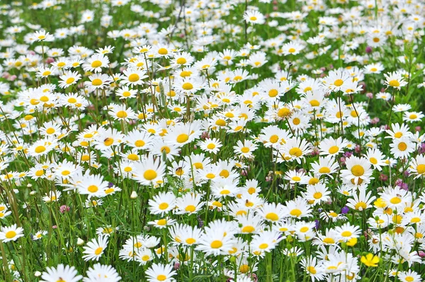 Campo de margaridas Imagem De Stock