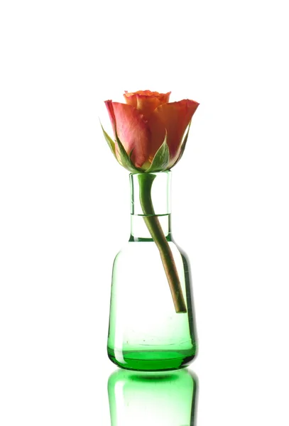 Rose è in un vaso — Foto Stock