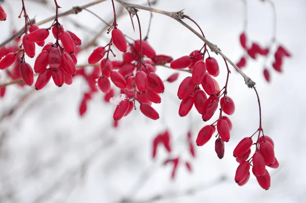 Barberry Stock Fotografie