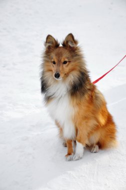 Karda oturan genç köpek