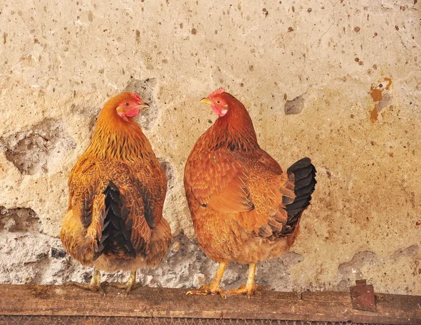Duas galinhas vermelhas num galinheiro — Fotografia de Stock