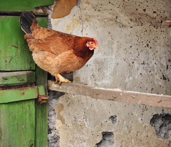 Soportes de pollo rojo — Foto de Stock