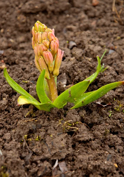 Hyacinth growing in the ground — Stock Photo, Image