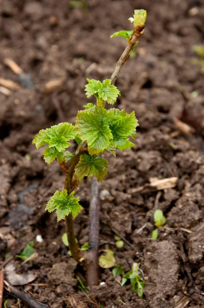 Currant growing in the garden — Stock Photo, Image