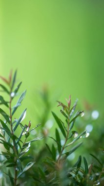 Nature of green leaves and pinkish with waterdrop after raining. Natural green leaf with blurred background in the garden.