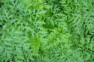 green leaf botanical nature backgrounds