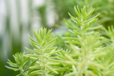 Sedum reflexum Angelina or sedum rupestre Angelina. Nature of green with needle-like succulent plants.