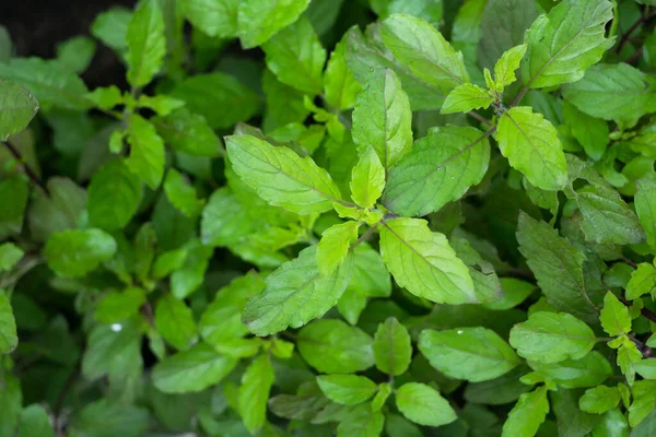 Top view fresh organic holy basil leaves in the backyard garden. Used for Thai food.