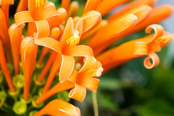 Close Fresh Orange Trumpet Beautiful Flame Flower Nature — Stok fotoğraf