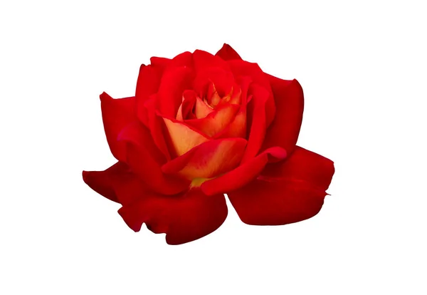 Red Rose Isolated White Background Clipping Paths — Foto de Stock