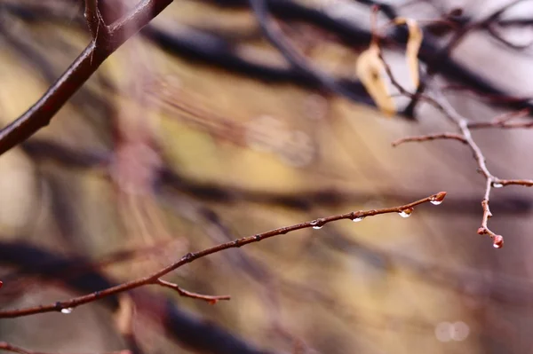 Autumn pattern — Stock Photo, Image