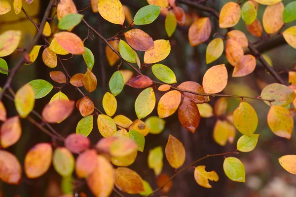 Осінній візерунок з червоним, зеленим і жовтим листям — стокове фото
